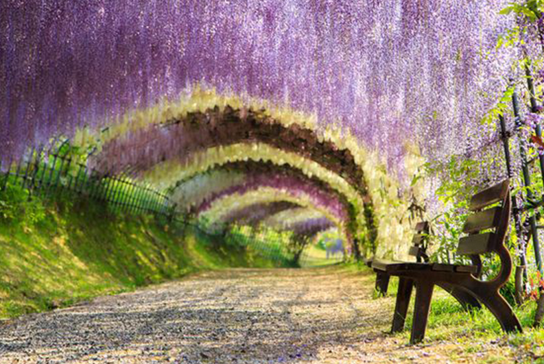 อุโมงค์สวน Kawashi Fuji Garden ฟุกุโอกะในญี่ปุ่นกับบรรยากาศอันแสนโรแมนติค