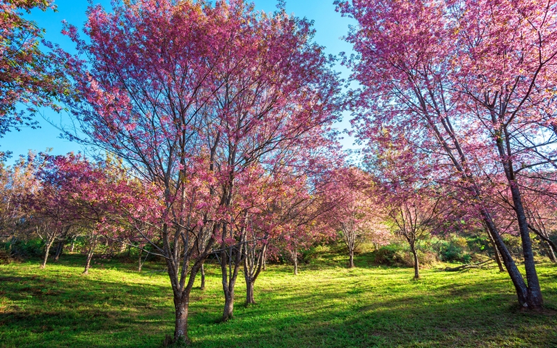 ภูลมโล ซากุระเมืองไทย