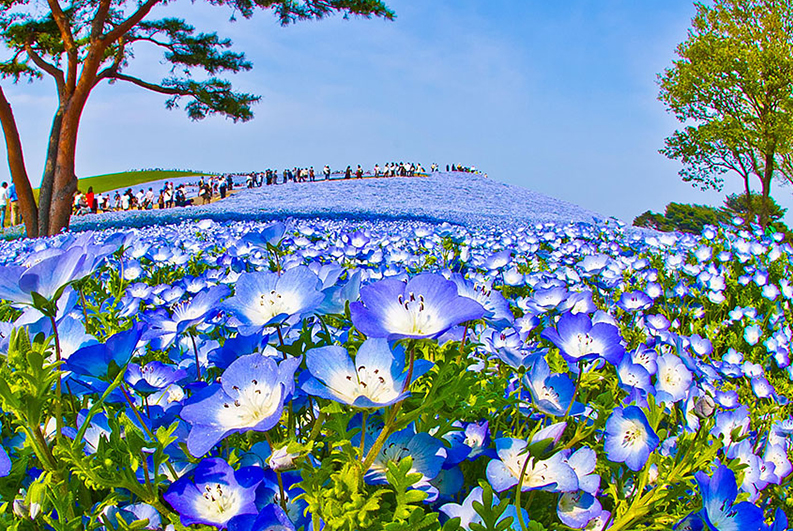 สวน baby blue eyes ในอิบารากิที่ญี่ปุ่นจะทำให้คุณคิดว่าอยู่ในนิยายลองมาดูกัน